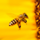 2020 Brings a Beautiful, Bountiful Honey Harvest