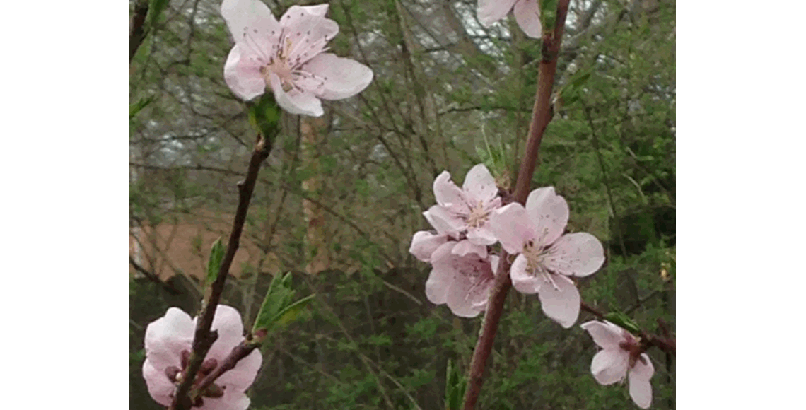 My Peach Blossoms